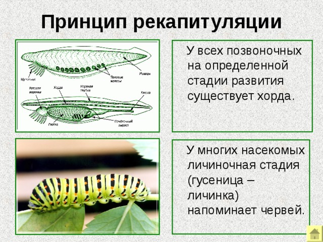 Принцип рекапитуляции  У всех позвоночных на определенной стадии развития существует хорда.  У многих насекомых личиночная стадия (гусеница – личинка) напоминает червей. Примеры эмбриологических доказательств эволюции. Принцип рекапитуляции.  