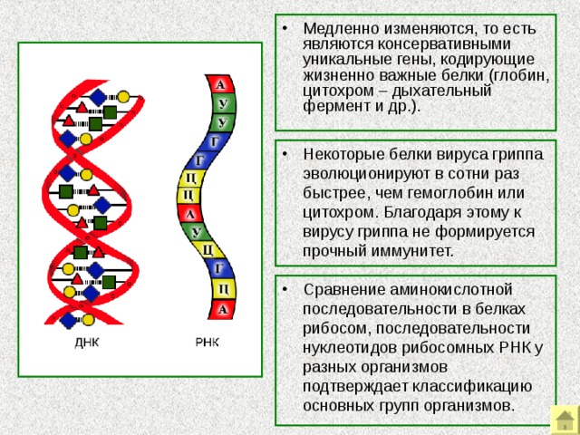 Медленно изменяются, то есть являются консервативными уникальные гены, кодирующие жизненно важные белки (глобин, цитохром – дыхательный фермент и др.). Некоторые белки вируса гриппа эволюционируют в сотни раз быстрее, чем гемоглобин или цитохром. Благодаря этому к вирусу гриппа не формируется прочный иммунитет. Сравнение аминокислотной последовательности в белках рибосом, последовательности нуклеотидов рибосомных РНК у разных организмов подтверждает классификацию основных групп организмов. Примеры биохимических и молекулярно-биологических доказательств эволюции.  