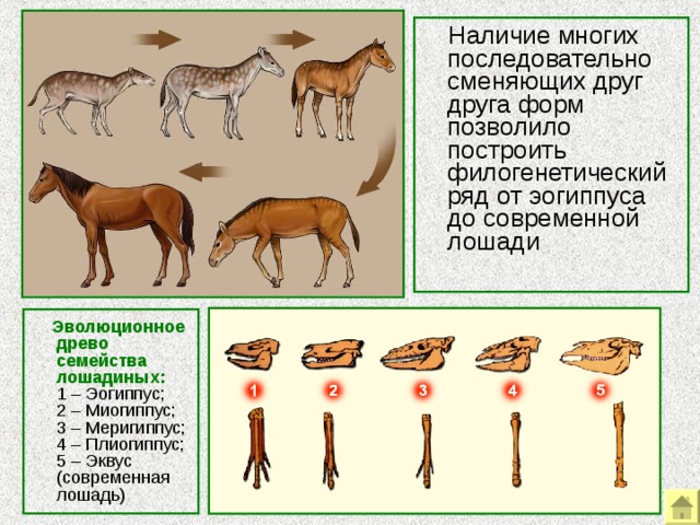  Наличие многих последовательно сменяющих друг друга форм позволило построить филогенетический ряд от эогиппуса до современной лошади  Эволюционное древо семейства лошадиных:  1 – Эогиппус; 2 – Миогиппус; 3 – Меригиппус; 4 – Плиогиппус; 5 – Эквус (современная лошадь) Палеонтологические доказательства. Пример палеонтологических рядов – эволюционный ряд лошадей.  