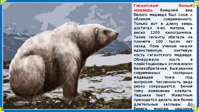 Гигантский белый медведь Внешний вид белого медведя был схож с обликом современного. Только вот в длину зверь достигал 4-ех метров, а весил 1200 килограммов. Такие гиганты обитали на планете 100 тысяч лет назад. Пока ученые нашли единственную локтевую кость гигантского медведя. Обнаружили кость в плейстоценовых отложениях Великобритании. Выживание современных полярных медведей тоже под вопросом. Численность вида резко сокращается. Виной тому изменение климата. Ледники тают. Животным приходится делать все более длительные заплывы. До берега многие хищники добираются изнеможенными. Меж тем, и полным сил медведям непросто добыть пищу на заснеженных просторах.   