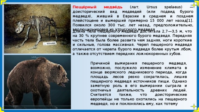 Пеще́рный медве́дь (лат. Ursus spelaeus) — доисторический вид медведей (или подвид бурого медведя), живший в Евразии в среднем и позднем плейстоцене и вымерший примерно 15 000 лет назад[1]. Появился около 300 тыс. лет назад, предположительно, эволюционировав из этрусского медведя Длина тела пещерного медведя достигала 2,7—3,5 м, что на 30 % крупнее современного бурого медведя. Передняя часть тела была более развита чем задняя, ноги короткие и сильные, голова массивная. Череп пещерного медведя отличается от черепа бурого медведя более крутым лбом, а также отсутствием передних ложнокоренных зубов. Причиной вымирания пещерного медведя, возможно, послужило изменение климата в конце вюрмского ледникового периода, когда площадь лесов резко сократилась, лишив пещерного медведя источников пищи. Однако заметную роль в его вымирании сыграла и охотничья деятельность древних людей. Считается также, что доисторические европейцы не только охотились на пещерного медведя, но и поклонялись ему, как тотему 