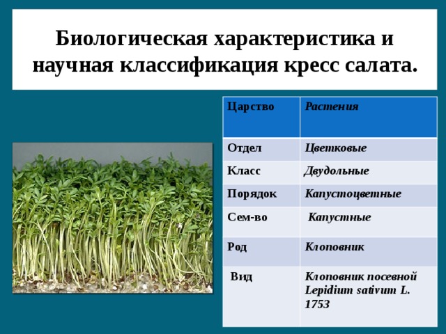 Кресс салат схема посева