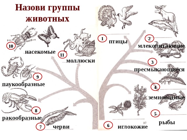 Группы животных 3 класс таблица