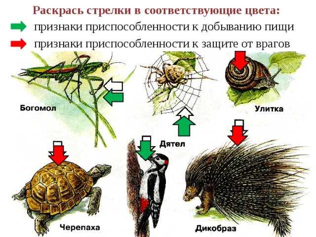 Рассмотри рисунки раскрась стрелки в соответствующие. Раскрась стрелки в соответствующие цвета признаки. Примеры приспособленности животных к добыванию пищи. Раскрась стрелки в соответствующие цвета признаки приспособленности. Расскрксь стрелки в соответствующие цвета.