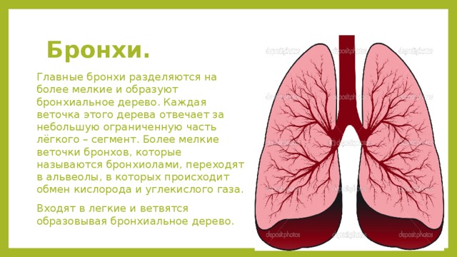 Мелкие бронхи не имеющие в своих стенках хряща носят название