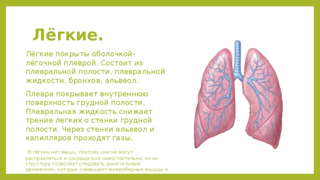 Лёгкие. Лёгкие покрыты оболочкой-лёгочной плеврой. Состоит из плевральной полости, плевральной жидкости, бронхов, альвеол. Плевра покрывает внутреннюю поверхность грудной полости. Плевральная жидкость снижает трение легких о стенки грудной полости. Через стенки альвеол и капилляров проходят газы.   В лёгких нет мышц, поэтому они не могут расправляться и сокращаться самостоятельно, но их структура позволяет следовать дыхательным движениям, которые совершают межрёберные мышцы и диафрагма. 