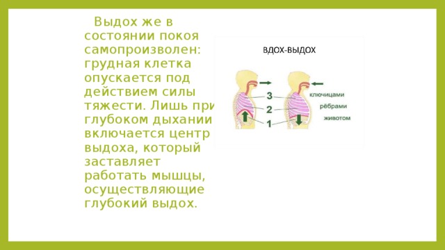  Выдох же в состоянии покоя самопроизволен: грудная клетка опускается под действием силы тяжести. Лишь при глубоком дыхании включается центр выдоха, который заставляет работать мышцы, осуществляющие глубокий выдох. 
