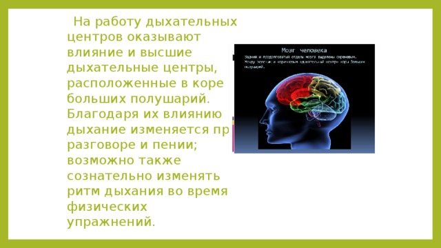  На работу дыхательных центров оказывают влияние и высшие дыхательные центры, расположенные в коре больших полушарий. Благодаря их влиянию дыхание изменяется при разговоре и пении; возможно также сознательно изменять ритм дыхания во время физических упражнений. 