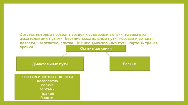 Органы, которые проводят воздух к альвеолам легких, называются дыхательными путями. Верхние дыхательные пути: носовая и ротовая полости, носоглотка, глотка. Нижние дыхательные пути: гортань трахея, бронхи. Органы дыхания Дыхательные пути Легкие носовая и ротовая полости носоглотка глотка гортань трахея  бронхи. 