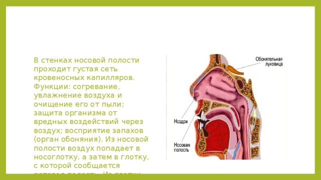 В стенках носовой полости проходит густая сеть кровеносных капилляров. Функции: согревание, увлажнение воздуха и очищение его от пыли; защита организма от вредных воздействий через воздух; восприятие запахов (орган обоняния). Из носовой полости воздух попадает в носоглотку, а затем в глотку, с которой сообщается ротовая полость. Из глотки воздух попадает в гортань 
