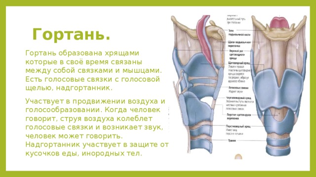 Стенки гортани образованы