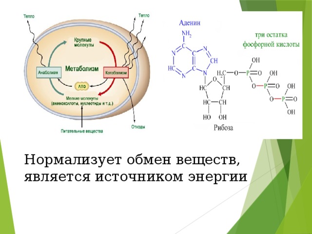 Нормализует обмен веществ, является источником энергии 