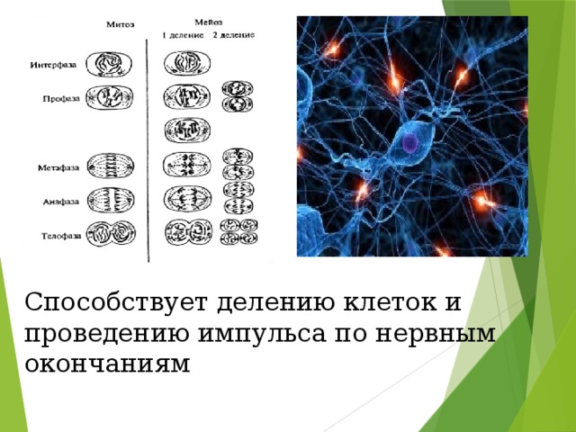 Способствует делению клеток и проведению импульса по нервным окончаниям 