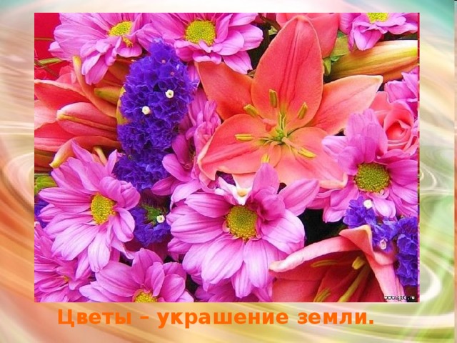 Цветы – украшение земли. 