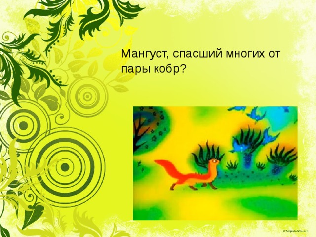 Мангуст, спасший многих от пары кобр?   