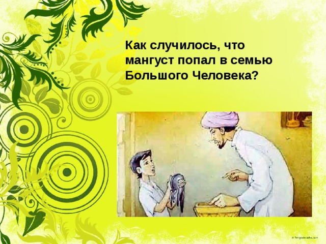 Как случилось, что мангуст попал в семью Большого Человека? 