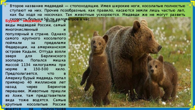 Второе название медведей — стопоходящие. Имея широкие ноги, косолапые полностью ступают на них. Прочие псообразные, как правило, касаются земли лишь частью лап, как бы ходя на носочках. Так животные ускоряются. Медведи же не могут развить скорость больше 50-ти километров в час. Бурый медведь Входит в виды медведей России, самый многочисленный и популярный в стране. Однако самого крупного косолапого поймали за пределами Федерации, на американском острове Кадьяк. Оттуда взяли зверя для Берлинского зоопарка. Попался мишка массой 1134 килограмма при норме в 150-500 кило. Предполагается, что в Америку бурый медведь попал примерно 40 миллионов лет назад через Берингов перешеек. Животные пришли из Азии, там представители вида тоже водятся. Самые крупные косолапые России водятся на полуострове Камчатка. Там гиганты живут 20—30 лет. В неволе же, при хорошем содержании, мишки здравствуют до полувека. 