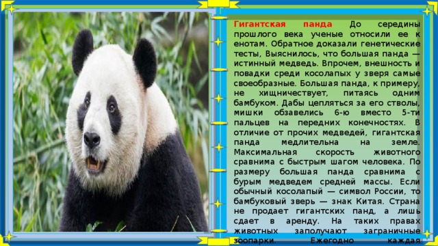 Гигантская панда До середины прошлого века ученые относили ее к енотам. Обратное доказали генетические тесты, Выяснилось, что большая панда — истинный медведь. Впрочем, внешность и повадки среди косолапых у зверя самые своеобразные. Большая панда, к примеру, не хищничествует, питаясь одним бамбуком. Дабы цепляться за его стволы, мишки обзавелись 6-ю вместо 5-ти пальцев на передних конечностях. В отличие от прочих медведей, гигантская панда медлительна на земле. Максимальная скорость животного сравнима с быстрым шагом человека. По размеру большая панда сравнима с бурым медведем средней массы. Если обычный косолапый — символ России, то бамбуковый зверь — знак Китая. Страна не продает гигантских панд, а лишь сдает в аренду. На таких правах животных заполучают заграничные зоопарки. Ежегодно каждая иммигрировавшая панда приносит казне КНР около миллиона долларов. 