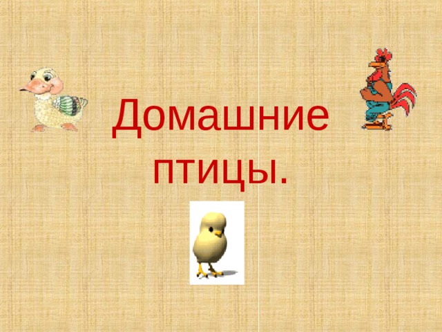 Домашние птицы. 