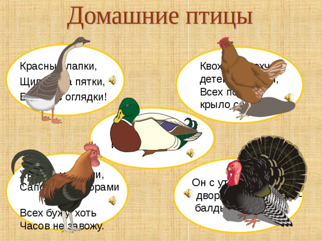 Красные лапки, Щиплет за пятки, Беги без оглядки! Квохчет, квохчет, детей созывает, Всех под крыло собирает Кря-кря-кря– ищу червя! Хвост с узорами, Сапоги со шпорами Всех бужу, хоть Часов не завожу. Он с утра среди  двора«Бал-бал-бал -  балды-балда» 