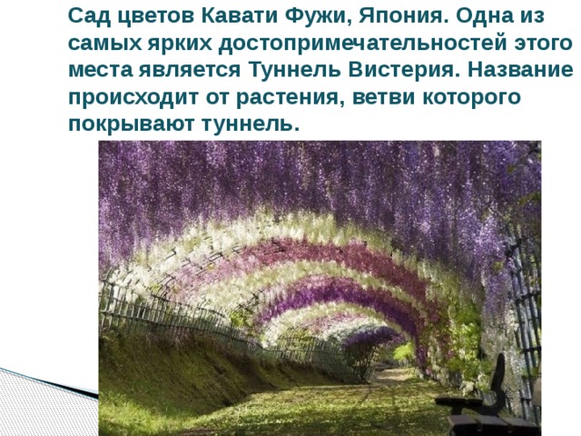 Сад цветов Кавати Фужи, Япония. Одна из самых ярких достопримечательностей этого места является Туннель Вистерия. Название происходит от растения, ветви которого покрывают туннель. 