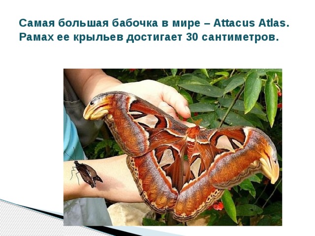 Самая большая бабочка в мире – Attacus Atlas. Рамах ее крыльев достигает 30 сантиметров. 