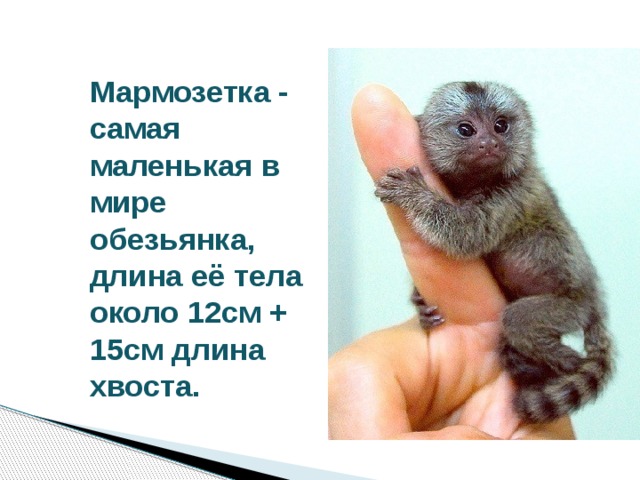 Мармозетка - самая маленькая в мире обезьянка, длина её тела около 12см + 15см длина хвоста. 