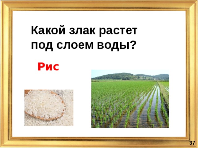 Что росло под. Какая зерновая культура любит воду. Какая зерновая культура любит воду ответ. Какой злак растет под слоем воды. Зерновая культура рис любит воду.