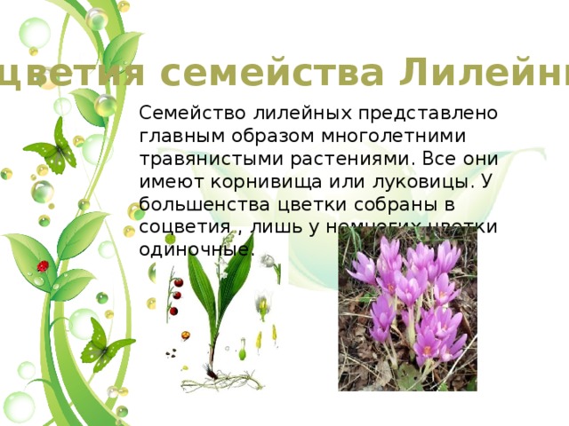 Соцветия семейства Лилейных Семейство лилейных представлено главным образом многолетними травянистыми растениями. Все они имеют корнивища или луковицы. У большенства цветки собраны в соцветия , лишь у немногих цветки одиночные. 