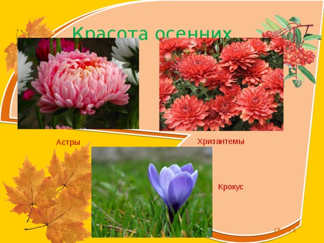 Красота осенних цветов  Астры    Хризантемы Крокус 