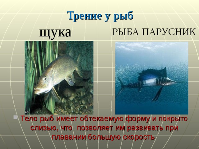 Трение у рыб щука РЫБА ПАРУСНИК Тело рыб имеет обтекаемую форму и покрыто слизью, что позволяет им развивать при плавании большую скорость 