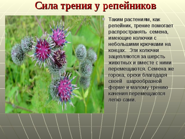 Сила трения у репейников Таким растениям, как репейник, трение помогает распространять семена, имеющие колючки с небольшими крючками на концах. Эти колючки зацепляются за шерсть животных и вместе с ними перемещаются. Семена же гороха, орехи благодаря своей шарообразной форме и малому трению качения перемещаются легко сами. 