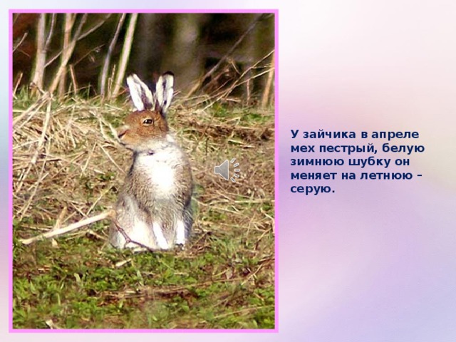 У зайчика в апреле мех пестрый, белую зимнюю шубку он меняет на летнюю – серую. 