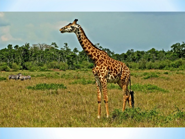 A lot of spots. A long, long neck A funny scarf. It’s a … 