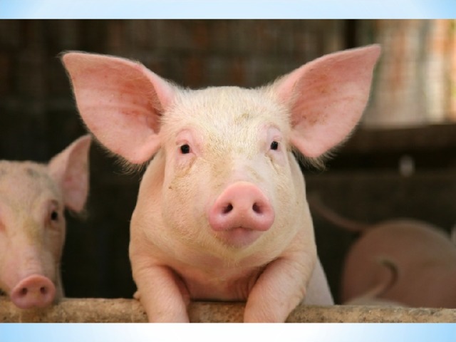 I have a little tail. I am pink. I live on a farm. I can say, 