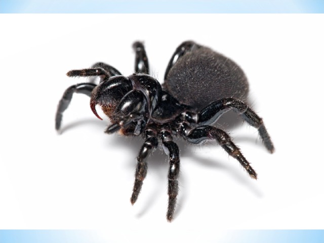 I am small and shy. I have eight legs. I eat flies. I catch them in my web. I am a... 