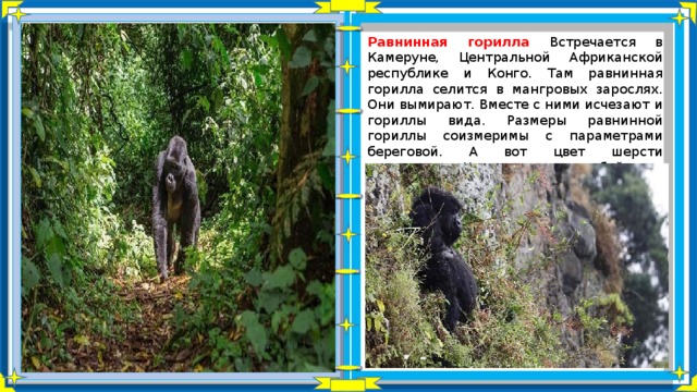 Равнинная горилла Встречается в Камеруне, Центральной Африканской республике и Конго. Там равнинная горилла селится в мангровых зарослях. Они вымирают. Вместе с ними исчезают и гориллы вида. Размеры равнинной гориллы соизмеримы с параметрами береговой. А вот цвет шерсти отличается. У равнинных особей мех коричнево-серый. 