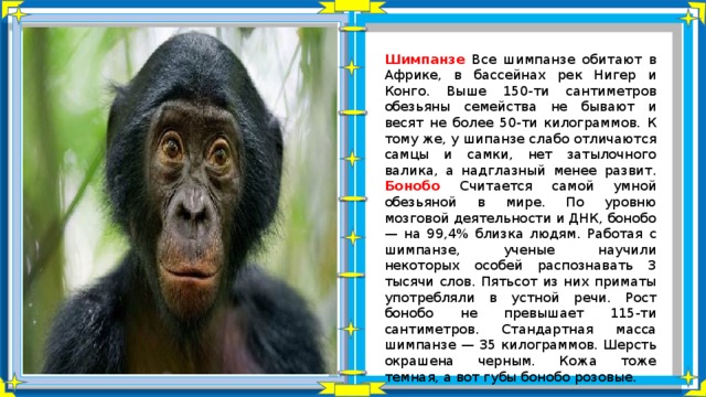 Шимпанзе Все шимпанзе обитают в Африке, в бассейнах рек Нигер и Конго. Выше 150-ти сантиметров обезьяны семейства не бывают и весят не более 50-ти килограммов. К тому же, у шипанзе слабо отличаются самцы и самки, нет затылочного валика, а надглазный менее развит. Бонобо Считается самой умной обезьяной в мире. По уровню мозговой деятельности и ДНК, бонобо — на 99,4% близка людям. Работая с шимпанзе, ученые научили некоторых особей распознавать 3 тысячи слов. Пятьсот из них приматы употребляли в устной речи. Рост бонобо не превышает 115-ти сантиметров. Стандартная масса шимпанзе — 35 килограммов. Шерсть окрашена черным. Кожа тоже темная, а вот губы бонобо розовые. 