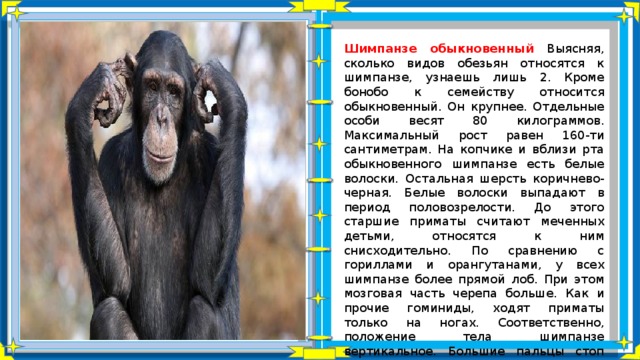 Шимпанзе обыкновенный Выясняя, сколько видов обезьян относятся к шимпанзе, узнаешь лишь 2. Кроме бонобо к семейству относится обыкновенный. Он крупнее. Отдельные особи весят 80 килограммов. Максимальный рост равен 160-ти сантиметрам. На копчике и вблизи рта обыкновенного шимпанзе есть белые волоски. Остальная шерсть коричнево-черная. Белые волоски выпадают в период половозрелости. До этого старшие приматы считают меченных детьми, относятся к ним снисходительно. По сравнению с гориллами и орангутанами, у всех шимпанзе более прямой лоб. При этом мозговая часть черепа больше. Как и прочие гоминиды, ходят приматы только на ногах. Соответственно, положение тела шимпанзе вертикальное. Большие пальцы стоп уже не противопоставлены прочим. Длина ноги превышает протяженность ладони. 