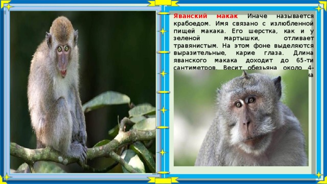 Яванский макак Иначе называется крабоедом. Имя связано с излюбленной пищей макака. Его шерстка, как и у зеленой мартышки, отливает травянистым. На этом фоне выделяются выразительные, карие глаза. Длина яванского макака доходит до 65-ти сантиметров. Весит обезьяна около 4- килограммов. Самки вида примерно на 20% меньше самцов. 