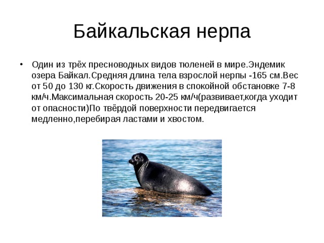 Байкальская нерпа Один из трёх пресноводных видов тюленей в мире.Эндемик озера Байкал.Средняя длина тела взрослой нерпы -165 см.Вес от 50 до 130 кг.Скорость движения в спокойной обстановке 7-8 км/ч.Максимальная скорость 20-25 км/ч(развивает,когда уходит от опасности)По твёрдой поверхности передвигается медленно,перебирая ластами и хвостом. 