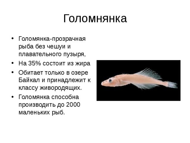 Голомнянка Голомянка-прозрачная рыба без чешуи и плавательного пузыря, На 35% состоит из жира Обитает только в озере Байкал и принадлежит к классу живородящих. Голомянка способна производить до 2000 маленьких рыб. 