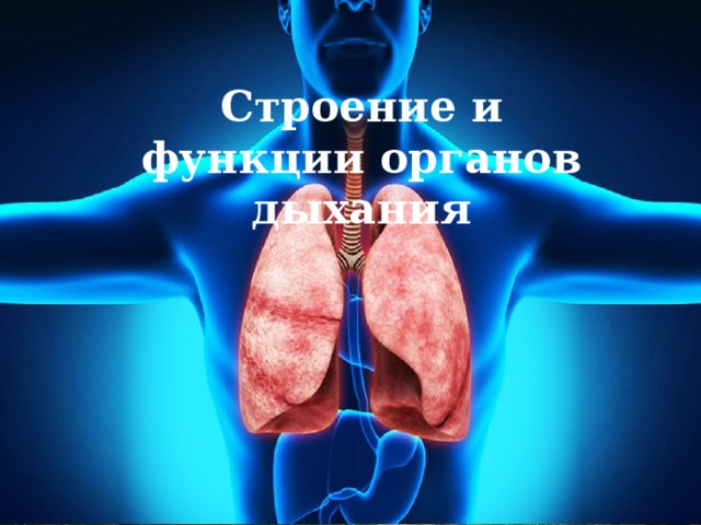 Строение и функции органов дыхания 