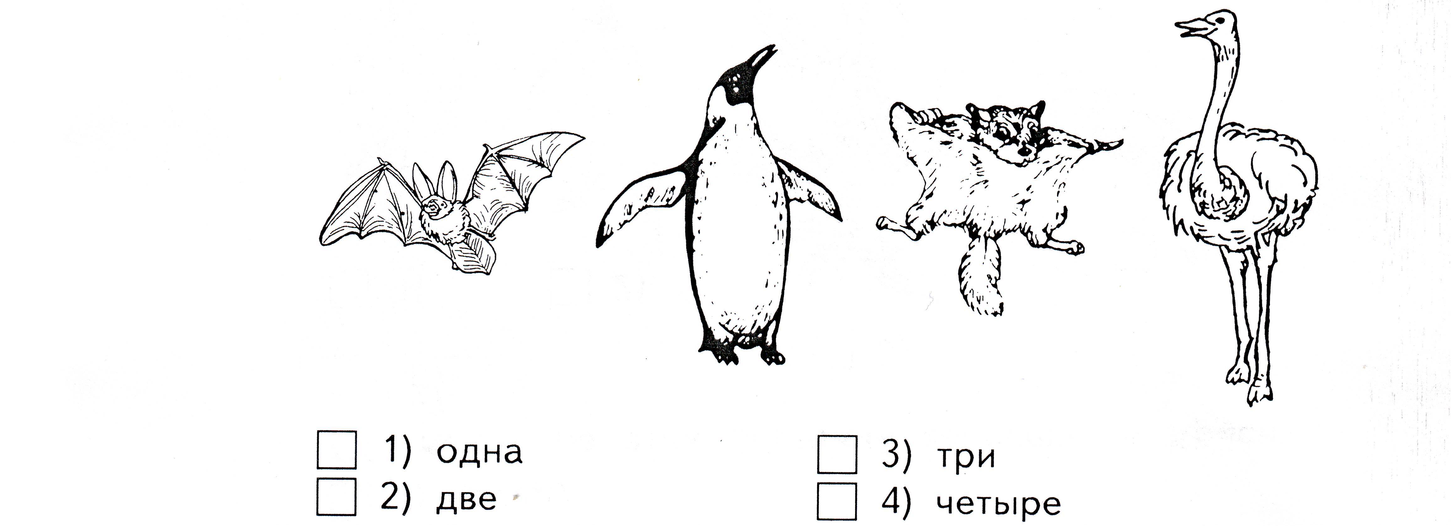 Проверочная животные 3 класс. Сколько птиц на рисунке. Проверочная работа птицы. Тест разнообразие животных. Сколько птиц на рисунке 3 класс.