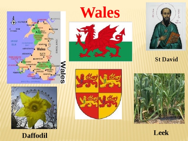 Wales St David Leek Daffodil 