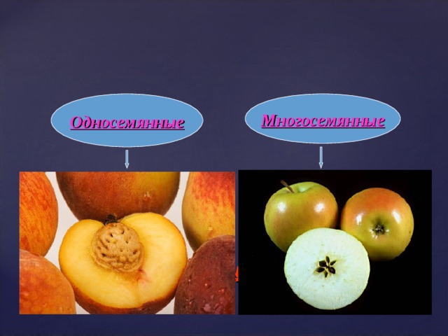 Односемянные Многосемянные Классификация плодов