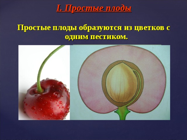 I . Простые плоды Простые плоды образуются из цветков с одним пестиком.