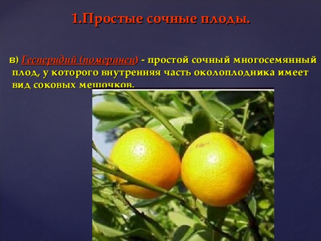 1.Простые сочные плоды.  в ) Гесперидий (померанец ) - простой сочный многосемянный плод, у которого внутренняя часть околоплодника имеет вид соковых мешочков.