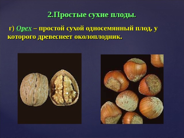 2.Простые сухие плоды.  г) Орех – простой сухой односемянный плод, у которого древеснеет околоплодник.
