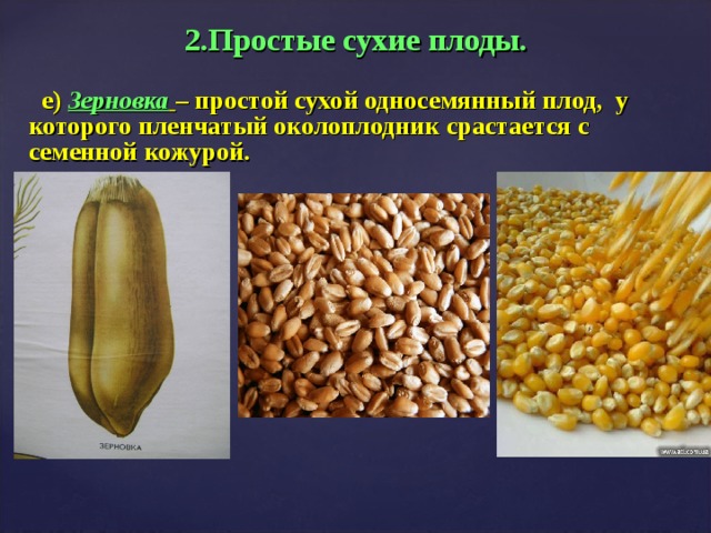 2.Простые сухие плоды.  е) Зерновка  – простой сухой односемянный плод, у которого пленчатый околоплодник срастается с семенной кожурой.